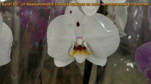 ПРЕКРАСНЫЙ биглиповый ЗАВОЗ ОРХИДЕЙ в "Юге",04.11.21,Самара,ул.Авиационная,8.