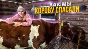 Лечим Бусю. Как самочувствие у нашей кормилицы?! | Молодая Ферма