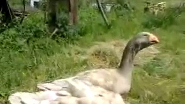 Тульские гуси. 1 год и 1.5 месяца. смотреть онлайн