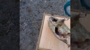 Утка Голубой фаворит/забой возраст 90 дней