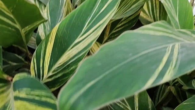 Alpinia Zerumbet # variegated shell ginger#... it's care and growth смотреть онлайн