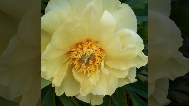 Пион ИТО гибрид Bartzella Бартзелла смотреть онлайн