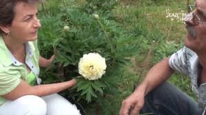 Желтый пион Бартзелла Особенности ухода. Сайт "Садовый мир"