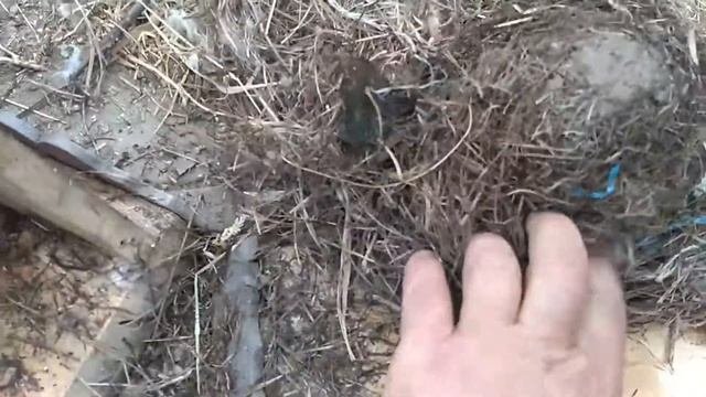 Уход за скворечником и что в скворечнике бывает внутри.