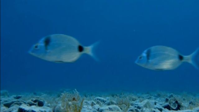 FRANKIE AVALON VOYAGE TO THE BOTTOM OF THE SEA смотреть онлайн