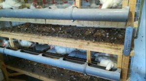 Генерал что там твои бройлеры?(Бонус-рецепт комбикорма для бройлеров)