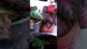 Cara mengawinkan bunga episcia malayan gem vs silver shield