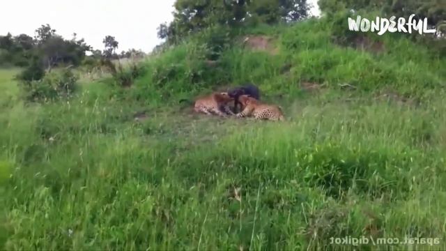 Леопард против кабана🔥🔥🔥💪💪💪 смотреть онлайн