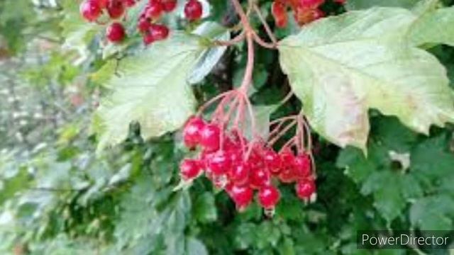 Гурт "Еней". Червона калина смотреть онлайн