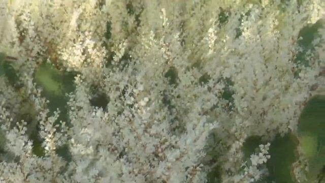 ТОП-17 МНОГОЛЕТНИХ РАСТЕНИЙ,покоряющих своей красотой