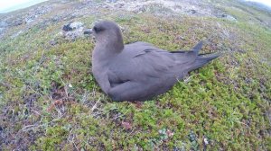 Короткохвостый поморник  (лат. Stercorarius parasiticus)