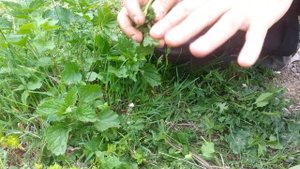 Пчеловодство. Чтобы пчелы не жалили.