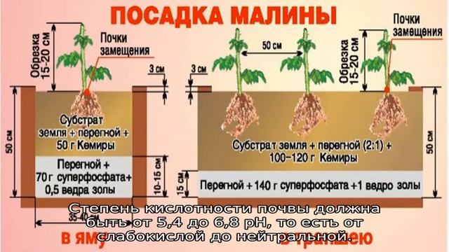 Схема посадки малины