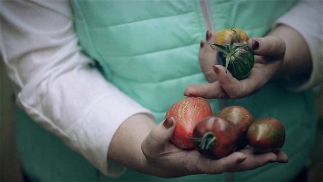 Урожайные сорта томатов для теплицы. Выращивание томатов в теплице.