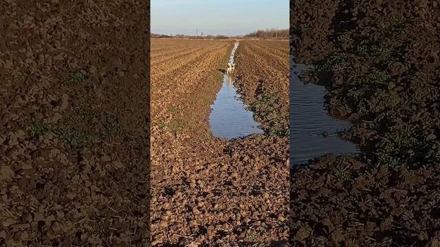 Забавная игра золотистых ретриверов в воде