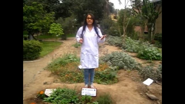 Stevia Rebaudiana - mi planta adoptada смотреть онлайн