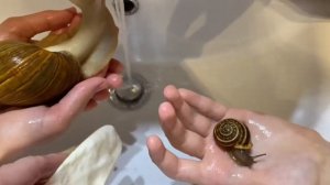 Ахатина, улитка Принцесса ?. Дети купают и играют с улитками.