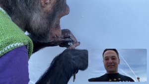 ФАНТАСТИКА!!! Шимпанзе открывает замок Дан Запашный и приколы обезьян на улице Смешные животные 202