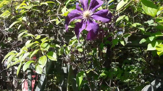 PNĄCZA W OGRODZIE. Cytryniec chiński i klematis. cz. 1z2 / wiejskomiejski.pl смотреть онлайн