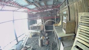 Самки фазанов выясняют отношения между собой. Птицеводство в домашних условиях. Разведение фазанов.