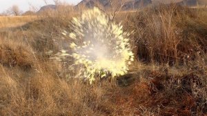 Выстрел в капусту