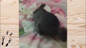 Лучшие приколы про ШИНШИЛЛ! Смешные ШИНШИЛЛЫ! Funny chinchillas❤#2