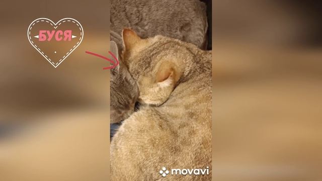Мои питомцы. Бушманова Валерия