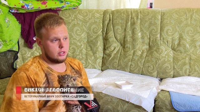 ДЕТЕНЫША ЛЕОПАРДА ВОСТИТЫВАЕТ СПАНИЕЛЬ смотреть онлайн