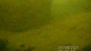 судак воронеж водохранилище