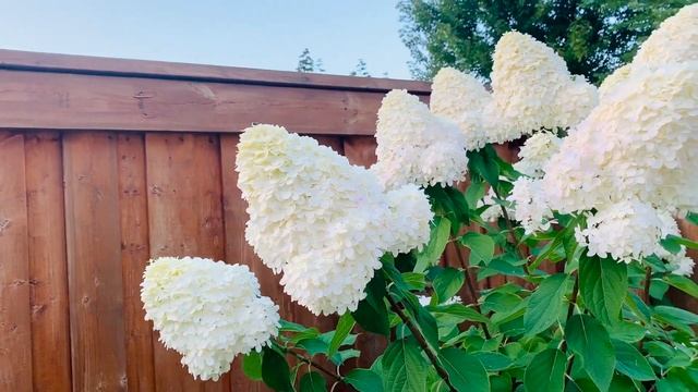 Limelight & Bobo Hydrangeas (Standard) Update - August 16, 2020 смотреть онлайн