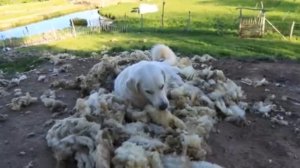 Собака и овечья шерсть