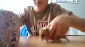 Как ухаживать за хомяком