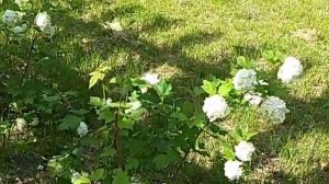 Белоснежные шары цветущих кустов