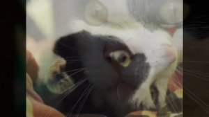 Panasonic Lumix DMC-LZ20 Sample Photos HD