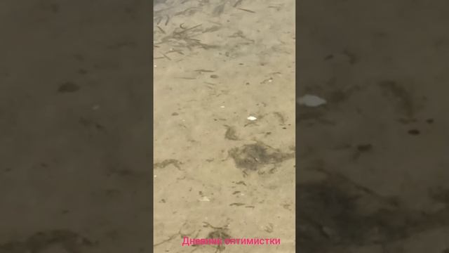 Как отдыхали у озера, кого кормили и что за рыба вырастет из этих мальков смотреть онлайн