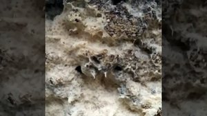 Гриндаль на кокосовом субстрате.