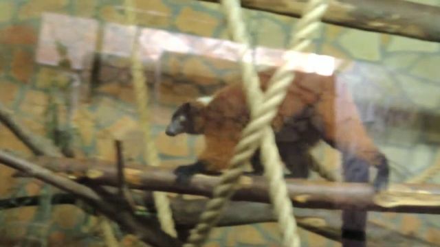 Лемур Вари. смотреть онлайн