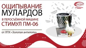 Ощипывание муларда в перосьёмной машине Стимул ПМ-06