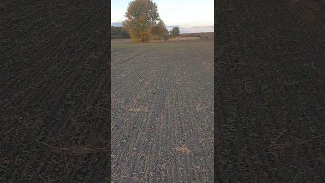 Горчица озимая. Сорт Джуна, на 20.10.22г. смотреть онлайн