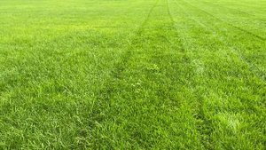 На какую высоту безопасно стричь газон