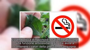 La Pianta che ti Aiuterà a Smettere di Fumare: la Stevia