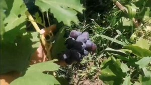 Емеля, гибридная форма винограда селекции Силкова В. М. Полное созревание на 05.08.