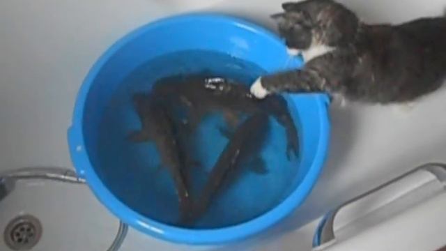 кот рыболов смотреть онлайн