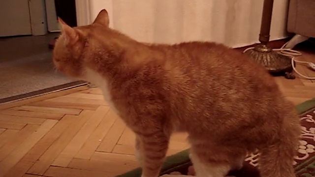 Злая кошка напала на жениха.MPG смотреть онлайн