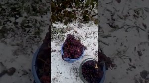 Башкирский виноград,урожай 2017