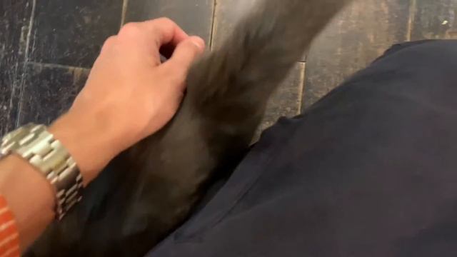 Kafe kucing di Moskow| Bermain dan adopsi| Котики и люди - котокафе в Москве| Приют для котов Москв