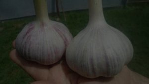 Рокамболь. Лук-Чеснок