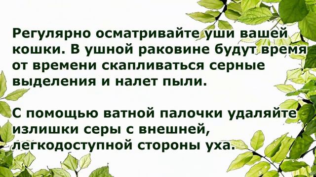 Уход за Ориентальной Кошкой, Породы кошек