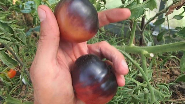 Pomidor odmiany Black Beauty смотреть онлайн