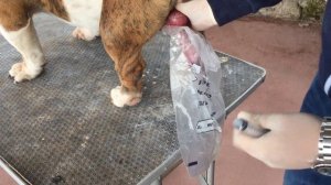 Breeding English bulldogs - English bulldog collection and artificial insemination